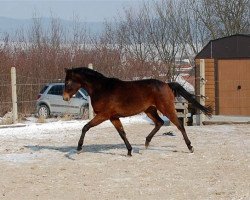 Dressurpferd Pauline (Deutsches Reitpony, 2009, von Cyriac WE)