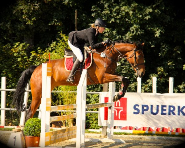 jumper Mister XXL (Irish Sport Horse, 2005)