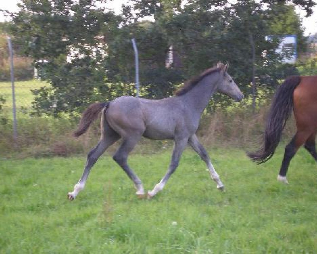 stallion Cooper SL (Mecklenburg, 2012, from Coubertin 3)