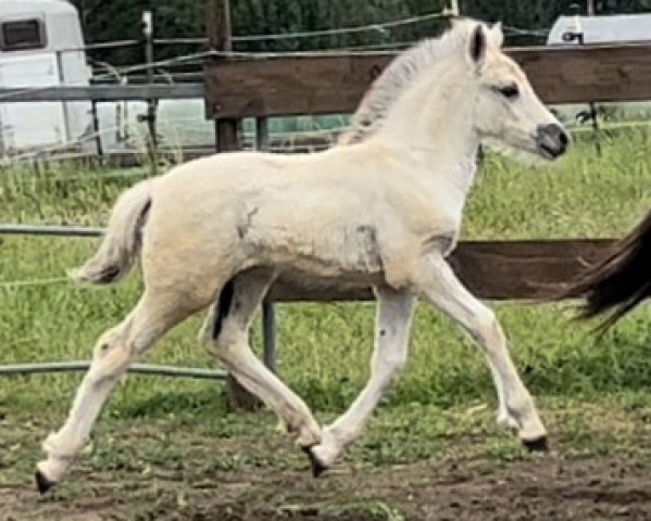 horse Trollgardens Rumi (Fjord Horse, 2022, from Rudsmo Rune)