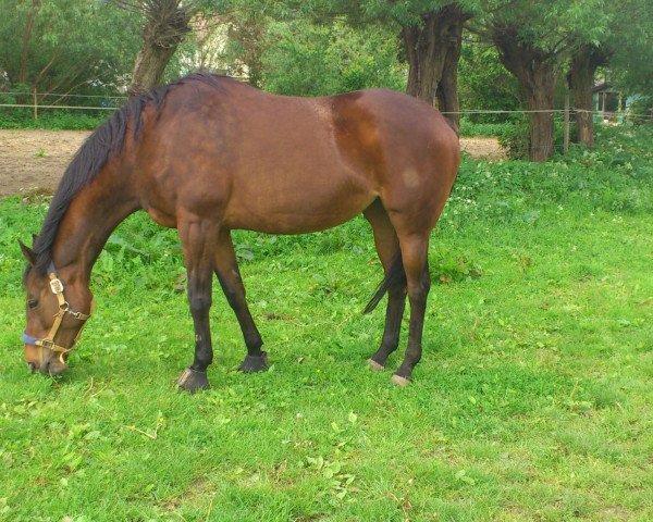 horse Sydney's Princess xx (Thoroughbred, 1998, from Definite Article xx)