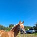 broodmare Sternblume 13 (Haflinger, 2010, from Sterntaenzer)