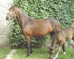 broodmare Bonita (Oldenburg, 2000, from Royal Dance)