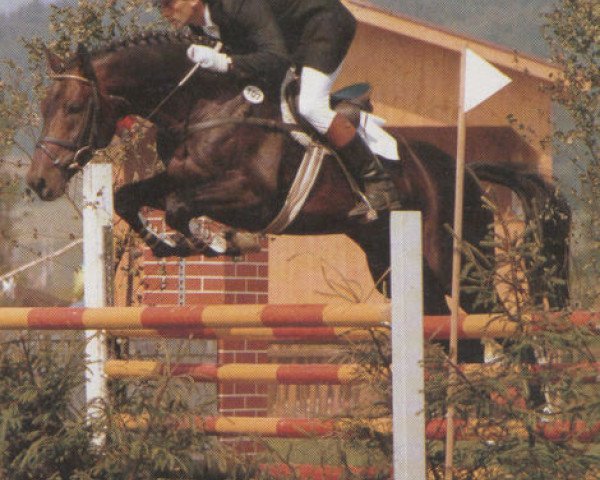 stallion Landwind I J (Holsteiner, 1983, from Landgraf I)