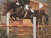 stallion Landwind I J (Holsteiner, 1983, from Landgraf I)