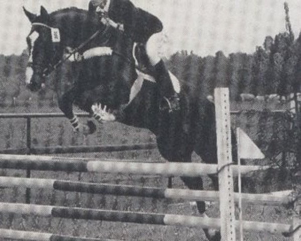 stallion Rangun (Bavarian, 1983, from Ramiro Z)