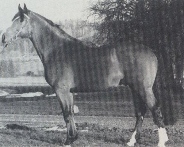 stallion Federsee (Holsteiner, 1986, from Fier de Lui Z)