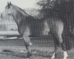 Deckhengst Federsee (Holsteiner, 1986, von Fier de Lui Z)