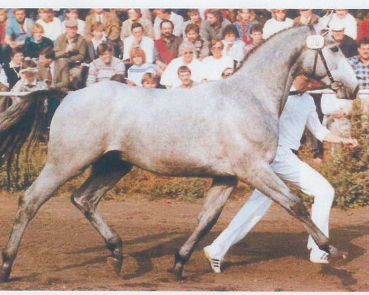 stallion Graphitano (Hanoverian, 1984, from Graphit)