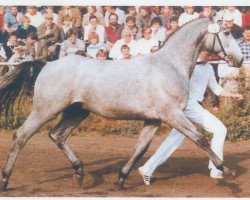 stallion Graphitano (Hanoverian, 1984, from Graphit)