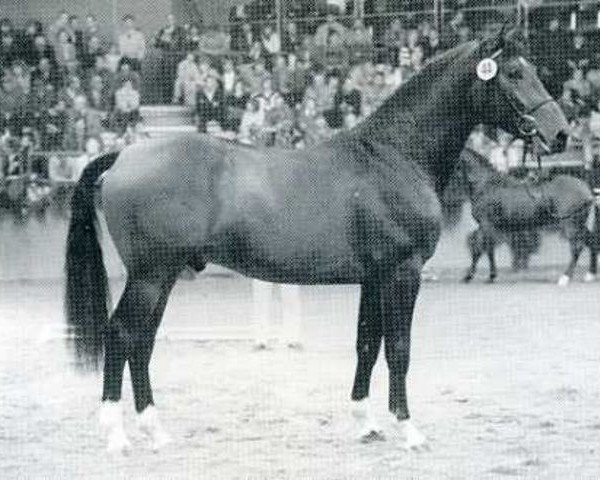 horse Le Grand I (Holsteiner, 1984, from Lord 1134)