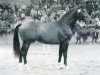 stallion Le Grand I (Holsteiner, 1984, from Lord)