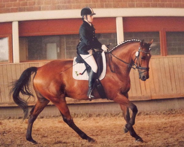 Pferd Lisco de Alkantara (Selle Français, 1999, von Calisco du Pitray)