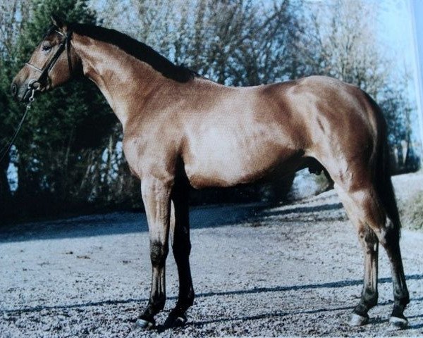 stallion Baloubino B (Bavarian, 2001, from Baloubet du Rouet)