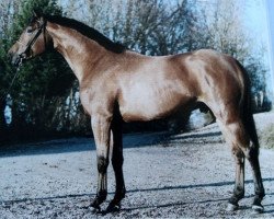 horse Baloubino B (Bayer, 2001, from Baloubet du Rouet)