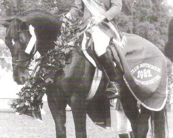 stallion Gajus (Hanoverian, 1976, from Goya)