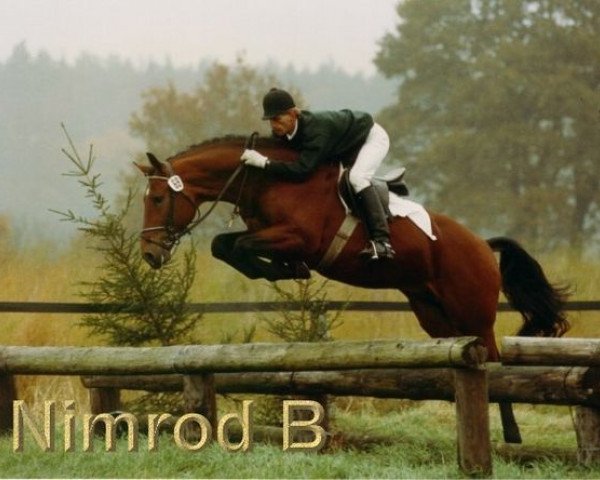 stallion Nimrod B (Royal Warmblood Studbook of the Netherlands (KWPN), 1987, from Nimmerdor)