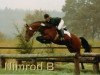 Deckhengst Nimrod B (Koninklijk Warmbloed Paardenstamboek Nederland (KWPN), 1987, von Nimmerdor)