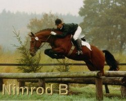 stallion Nimrod B (KWPN (Royal Dutch Sporthorse), 1987, from Nimmerdor)