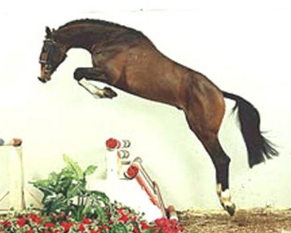 stallion Lentigo (Holsteiner, 1992, from Locato)