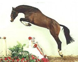 stallion Lentigo (Holsteiner, 1992, from Locato)