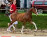 jumper Vreddy (German Riding Pony, 2021, from Vincent)