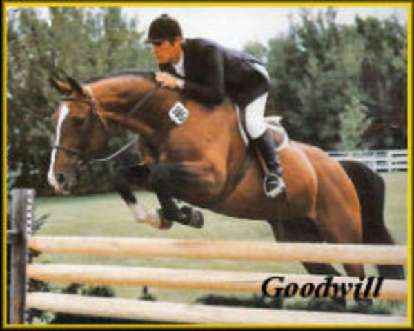 stallion Goodwill (Hanoverian, 1974, from Good Match xx)
