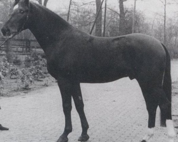 stallion Granit (Oldenburg, 1970, from Goldfalk)