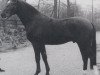 stallion Granit (Oldenburg, 1970, from Goldfalk)