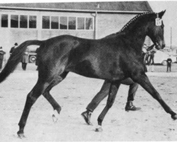 horse Kronprinz xx (Thoroughbred, 1960, from Nizam xx)