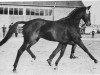 horse Kronprinz xx (Thoroughbred, 1960, from Nizam xx)