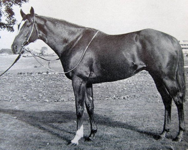 stallion Be Friendly xx (Thoroughbred, 1964, from Skymaster xx)