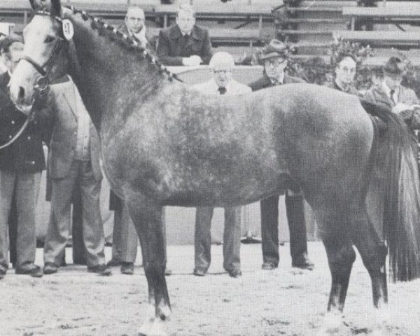 stallion Masetto (Holsteiner, 1976, from Montanus)