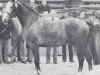horse Masetto (Holsteiner, 1976, from Montanus)