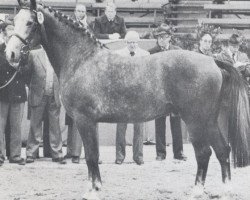 Deckhengst Masetto (Holsteiner, 1976, von Montanus)