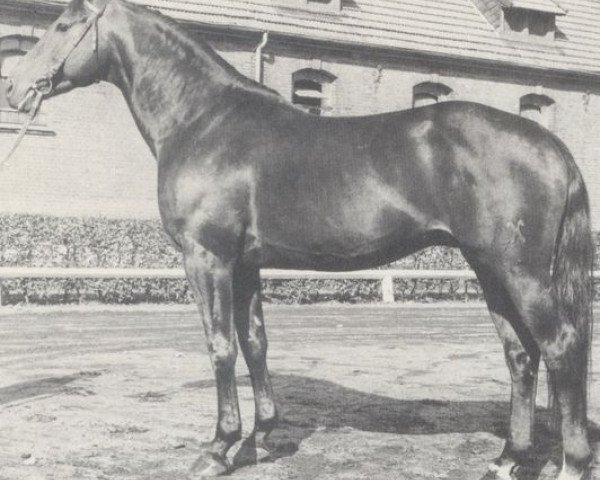 stallion Smaragd (Hanoverian, 1971, from Sudan xx)