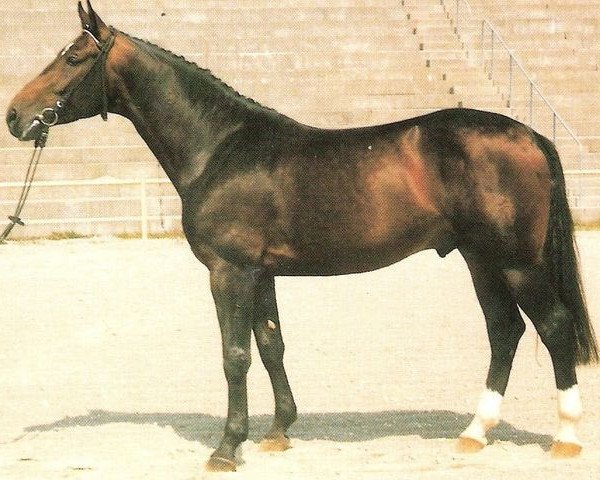 stallion Disco-Stern (Westphalian, 1982, from Disco-Star)