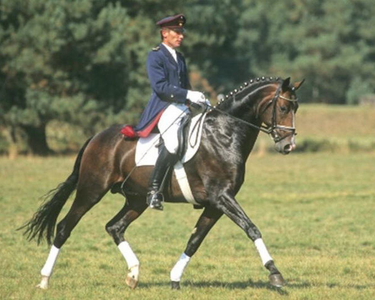 Deckhengst Beluga (Hannoveraner, 1995, von Brentano II)