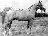 stallion Aport (Budyonny, 1964, from Sopernik ox)