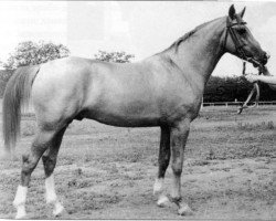 stallion Aport (Budyonny, 1964, from Sopernik ox)