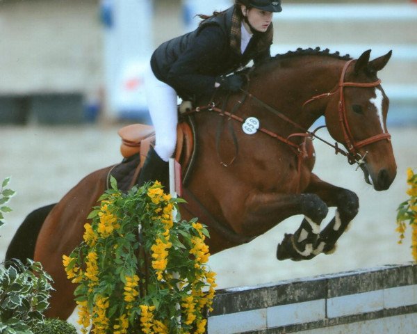 horse Romea 13 (Hanoverian, 2001, from Raphael)