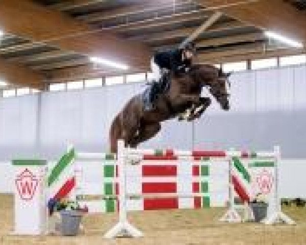 stallion Duracell 2 (KWPN (Royal Dutch Sporthorse), 2008, from Douglas)