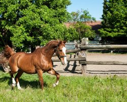 horse In dubio proreo (Bavarian, 1994, from Itaxerxes)