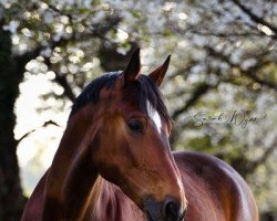 Springpferd Porsche (Belgisches Warmblut, 2015, von Carrera VDL)