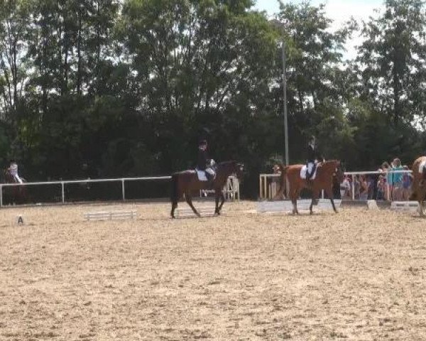 dressage horse Rubinaero (Hanoverian, 2004, from Robespierre)