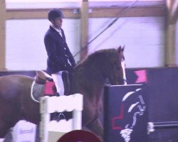 jumper Dell Rio (Hanoverian, 2005, from Dr Doolittle 45)