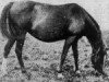 Zuchtstute Dora 1922 ox (Vollblutaraber, 1922, von Bakszysz 1901 ox)