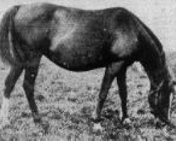 broodmare Dora 1922 ox (Arabian thoroughbred, 1922, from Bakszysz 1901 ox)