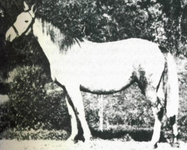 broodmare Pomponia 1902 ox (Arabian thoroughbred, 1902, from Zagloba ox)