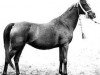 broodmare Dziwa 1922 ox (Arabian thoroughbred, 1922, from Abu Mlech 1902 ox)